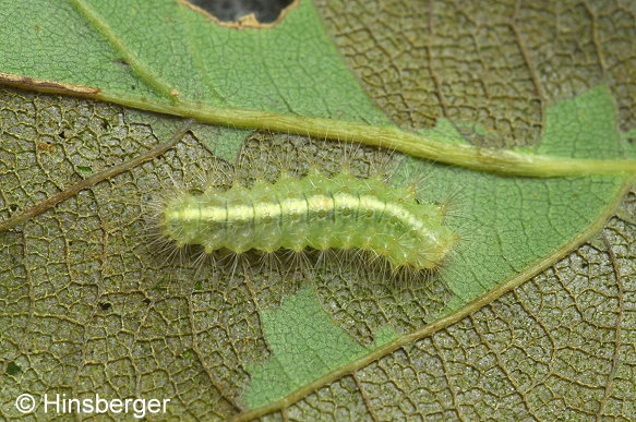 Meganola strigula (DENIS & SCHIFFERMLLER, 1775)