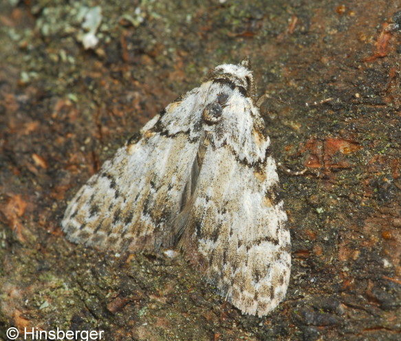 Nola confusalis (HERRICH-SCHFFER, 1847)