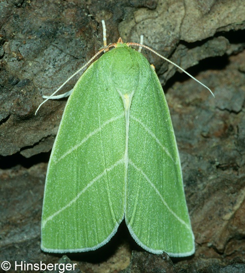 Bena bicolorana (FUESSLY, 1775)