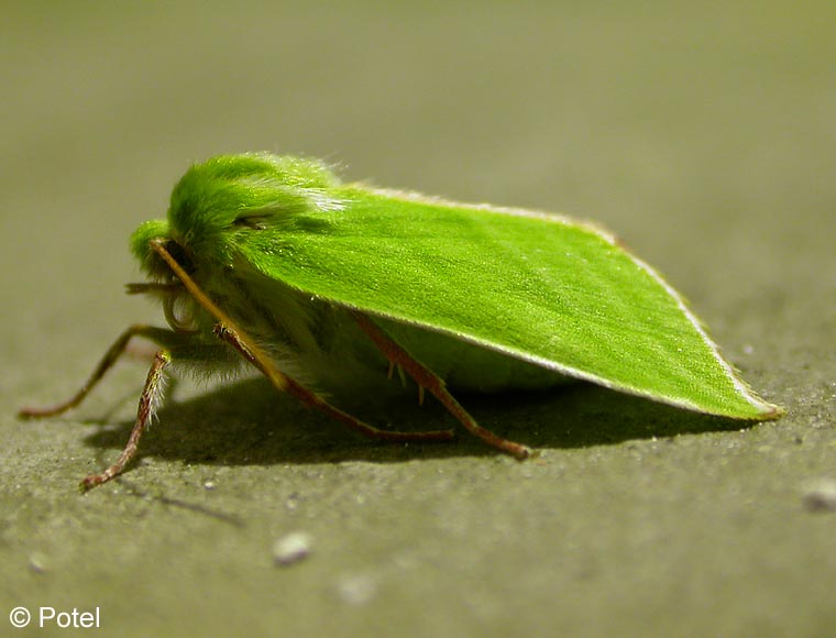 Pseudoips prasinana (LINNAEUS, 1758)