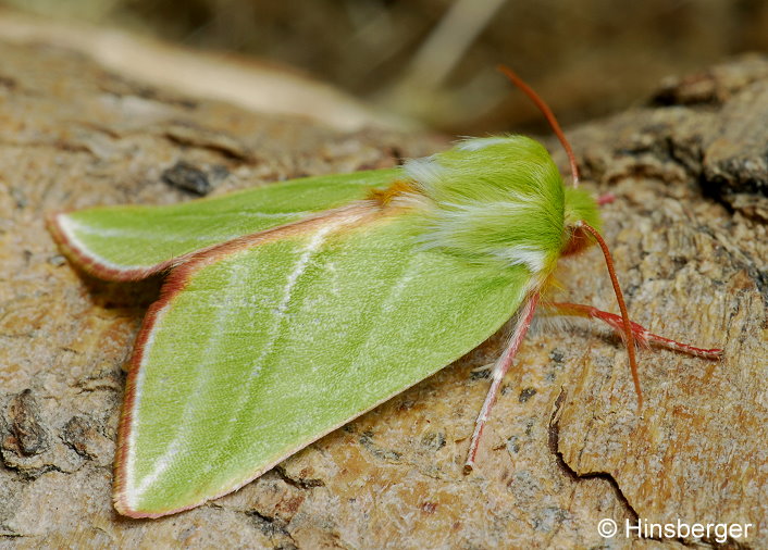 Pseudoips prasinana (LINNAEUS, 1758)