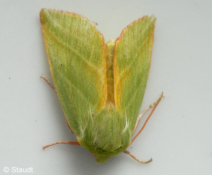Pseudoips prasinana (LINNAEUS, 1758)
