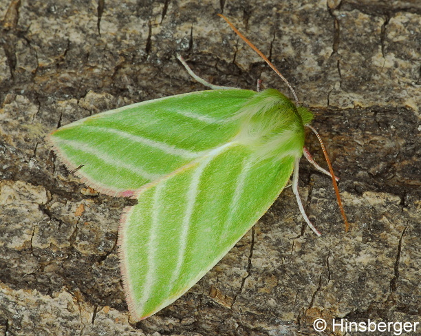 Pseudoips prasinana (LINNAEUS, 1758)
