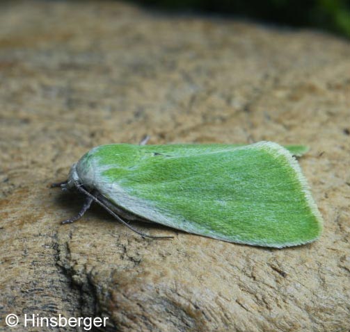 Earias clorana (LINNAEUS, 1761)