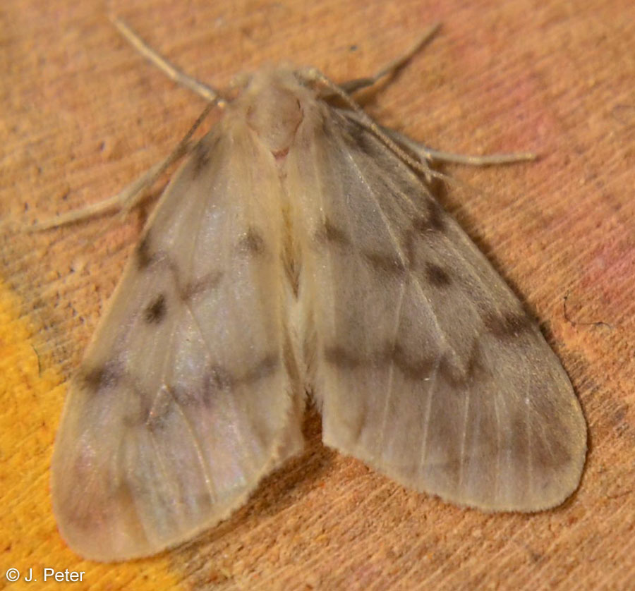 Nudaria mundana (LINNAEUS, 1761)