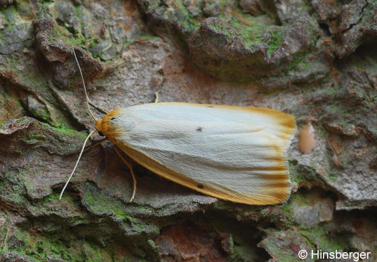 Cybosia mesomella (LINNAEUS, 1758)