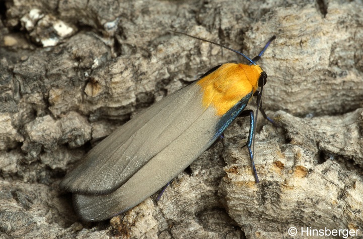 Lithosia quadra (LINNAEUS, 1758)