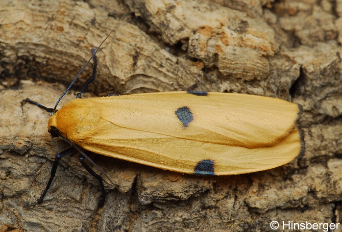 Lithosia quadra (LINNAEUS, 1758)