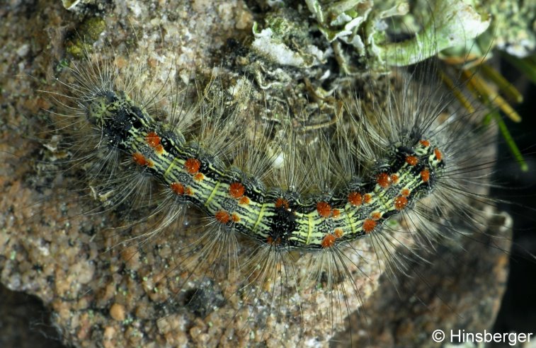 Lithosia quadra (LINNAEUS, 1758)