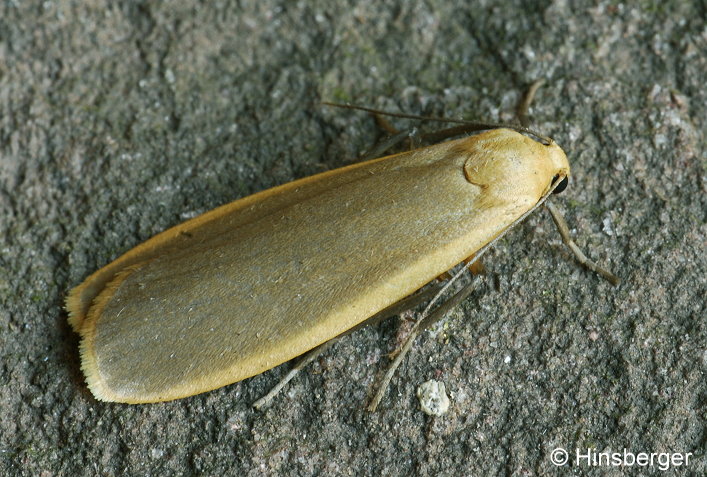 Eilema depressa (ESPER, 1787)