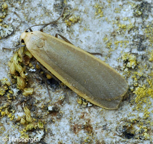 Eilema depressa (ESPER, 1787)