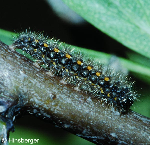 Eilema complana (LINNAEUS, 1758)