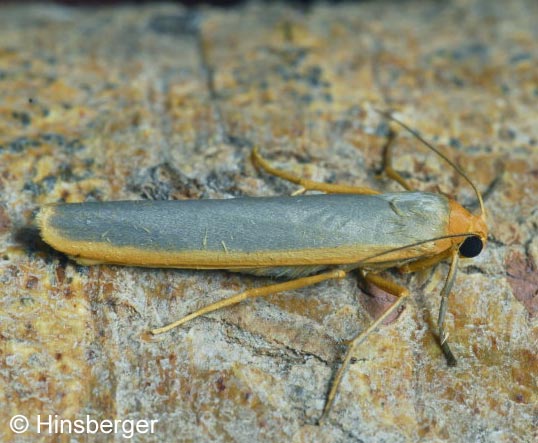 Eilema complana (LINNAEUS, 1758)