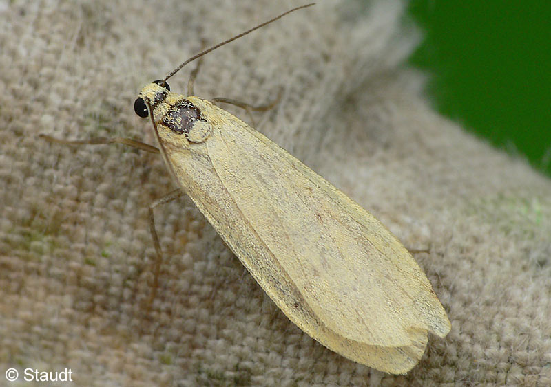 Eilema sororcula (HUFNAGEL, 1766)