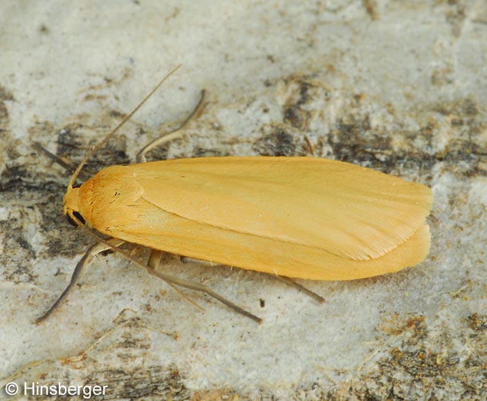 Eilema sororcula (HUFNAGEL, 1766)