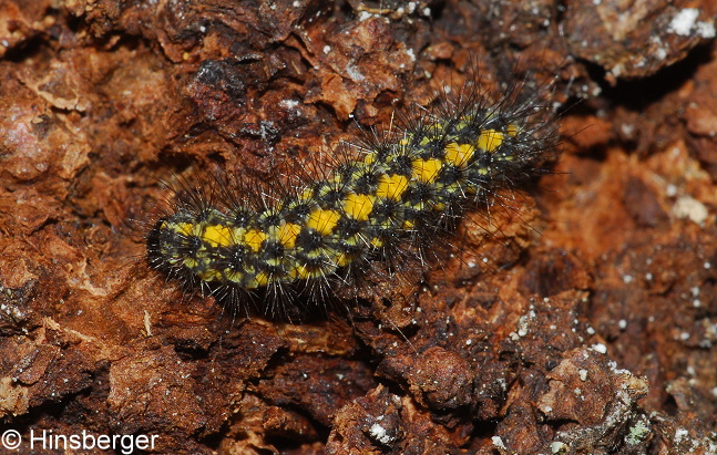 Setina irrorella (LINNAEUS, 1758)