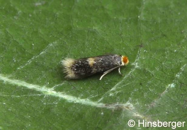 Stigmella malella (STAINTON, 1854)