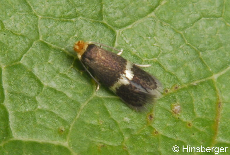 Stigmella malella (STAINTON, 1854)