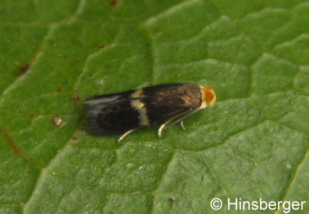 Stigmella malella (STAINTON, 1854)