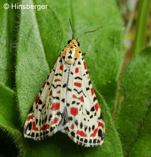 Utetheisa pulchella (LINNAEUS, 1758)
