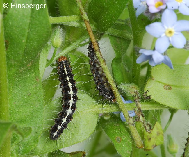 Utetheisa pulchella (LINNAEUS, 1758)