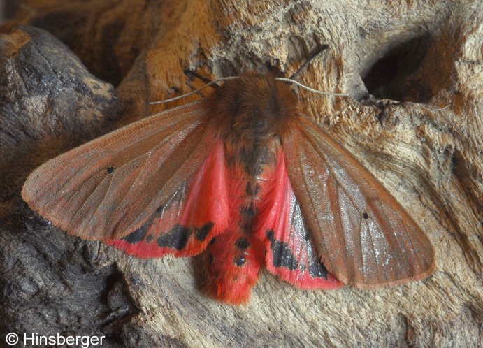 Phragmatobia fuliginosa (LINNAEUS, 1758)