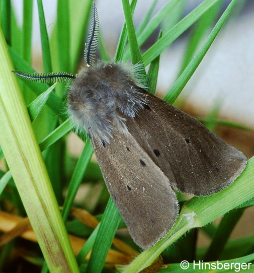 Diaphora mendica (CLERCK, 1759)