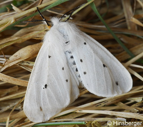 Diaphora mendica (CLERCK, 1759)