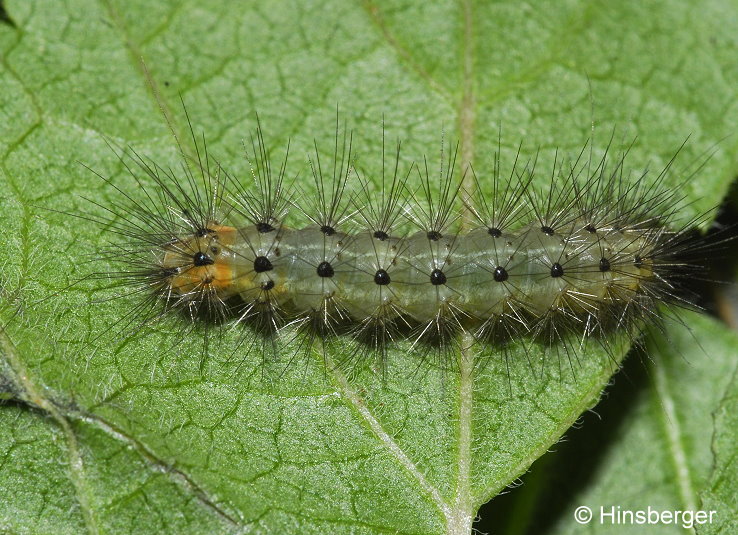 Diaphora mendica (CLERCK, 1759)