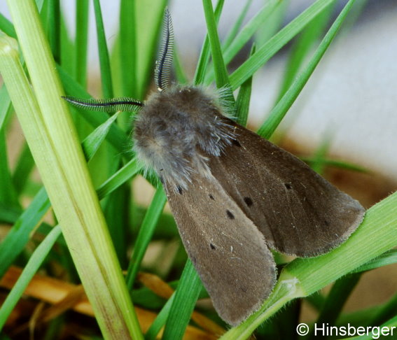 Diaphora mendica (CLERCK, 1759)
