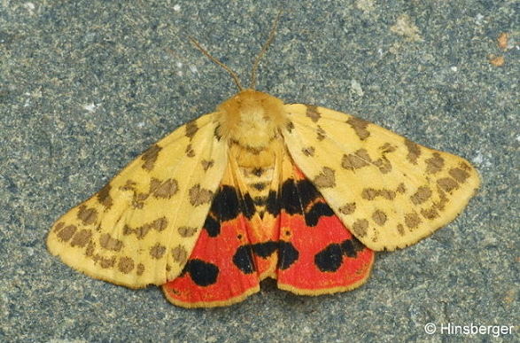 Rhyparia purpurata (LINNAEUS, 1758)