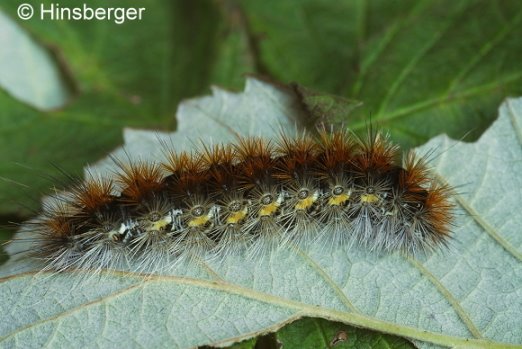 Rhyparia purpurata (LINNAEUS, 1758)
