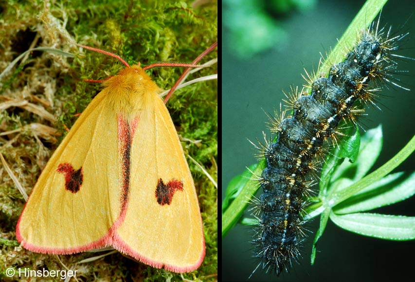 Diacrisia sannio (LINNAEUS, 1758)