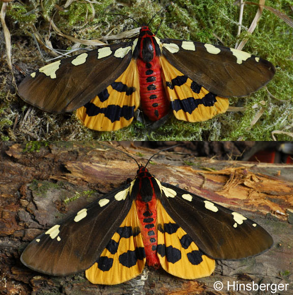 Pericallia matronula (LINNAEUS, 1758)