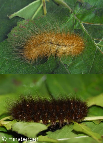 Pericallia matronula (LINNAEUS, 1758)