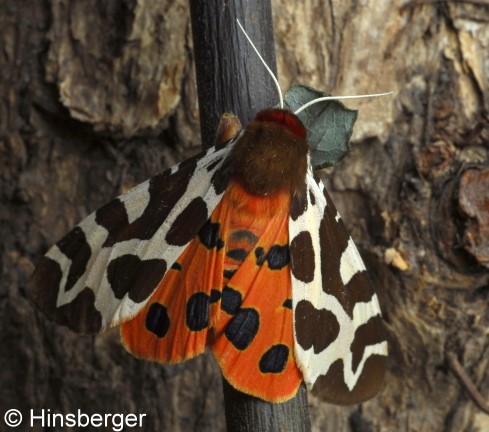 Arctia caja (LINNAEUS, 1758)