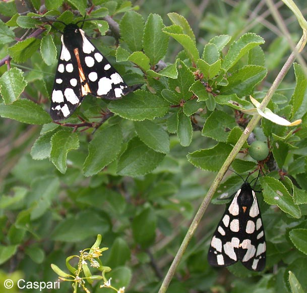 Arctia villica (LINNAEUS, 1758)