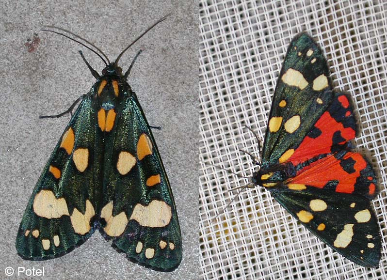 Callimorpha dominula (LINNAEUS, 1758)