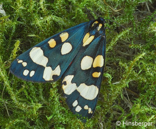 Callimorpha dominula (LINNAEUS, 1758)