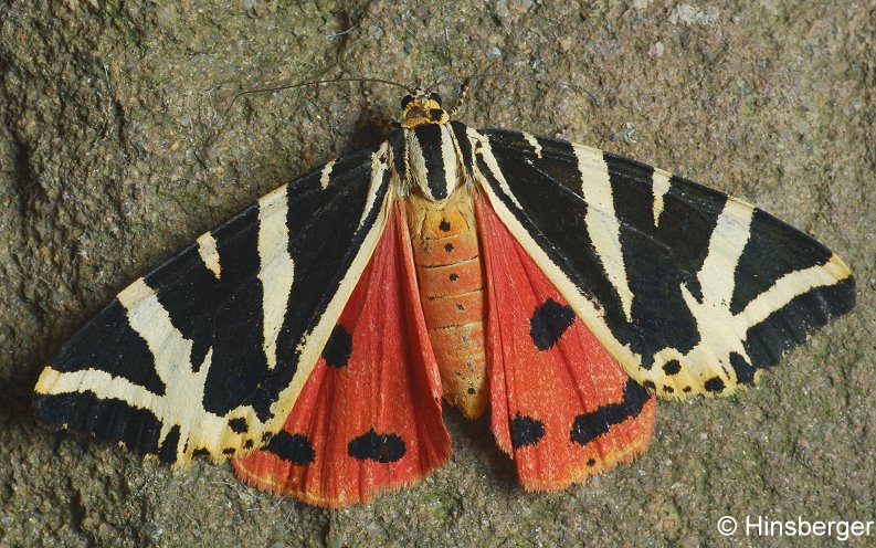 Euplagia quadripunctaria (PODA, 1761)