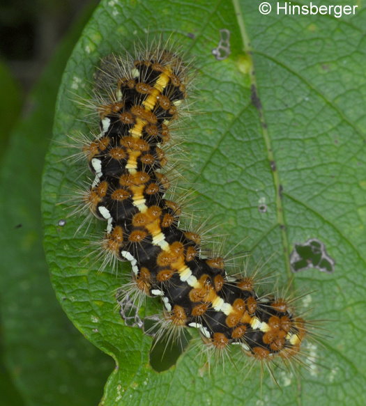 Euplagia quadripunctaria (PODA, 1761)