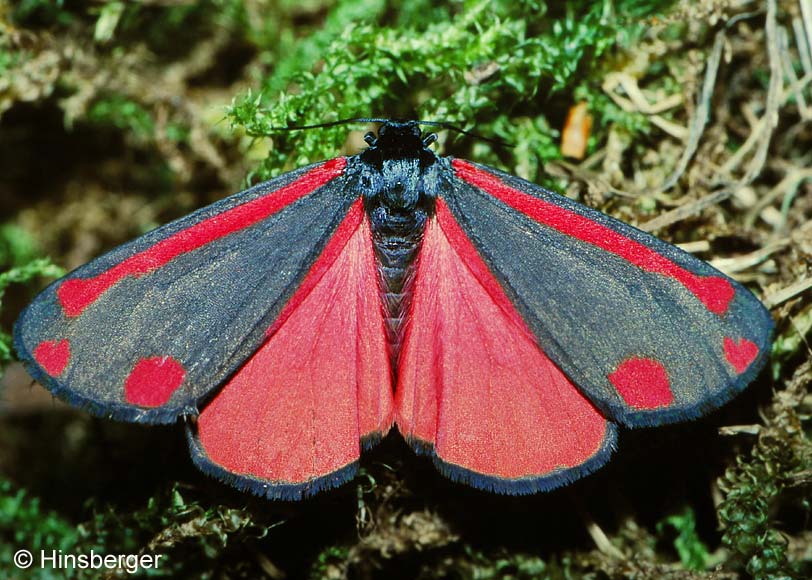 Tyria jacobaeae (LINNAEUS, 1758)