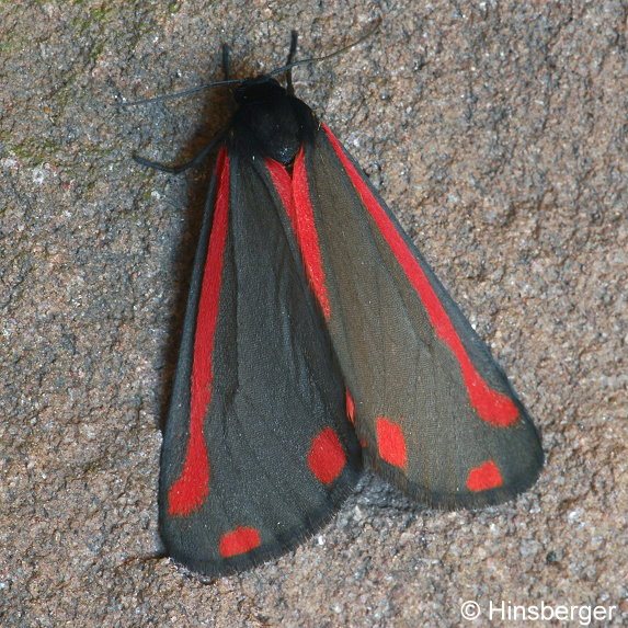 Tyria jacobaeae (LINNAEUS, 1758)