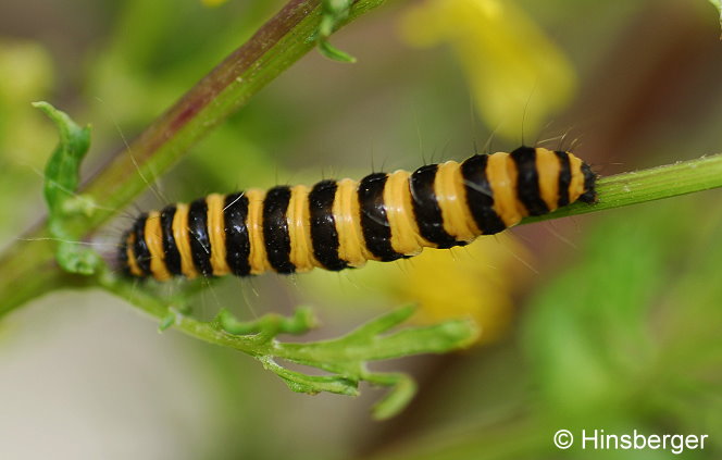 Tyria jacobaeae (LINNAEUS, 1758)