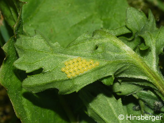 Tyria jacobaeae (LINNAEUS, 1758)