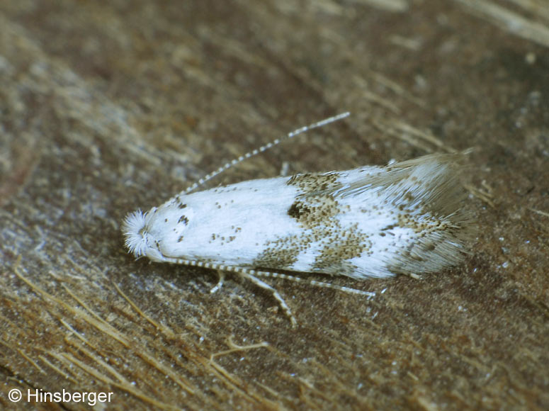 Bucculatrix frangutella (GOEZE, 1783)