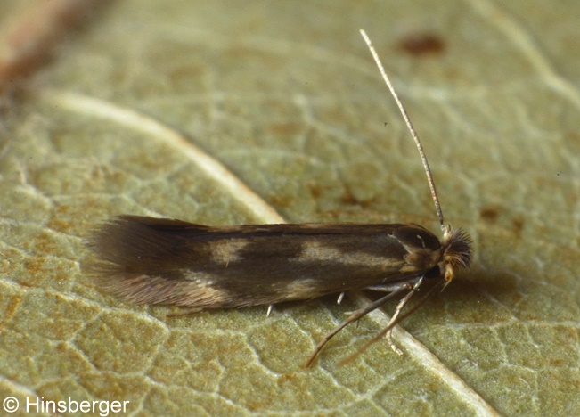 Bucculatrix nigricomella (ZELLER, 1839)