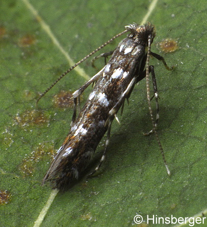 Parectopa ononidis (ZELLER, 1839)