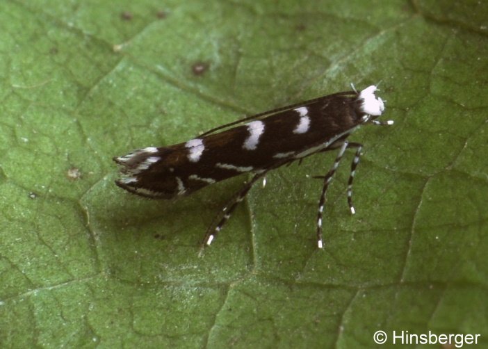 Parectopa robiniella CLEMENS, 1863