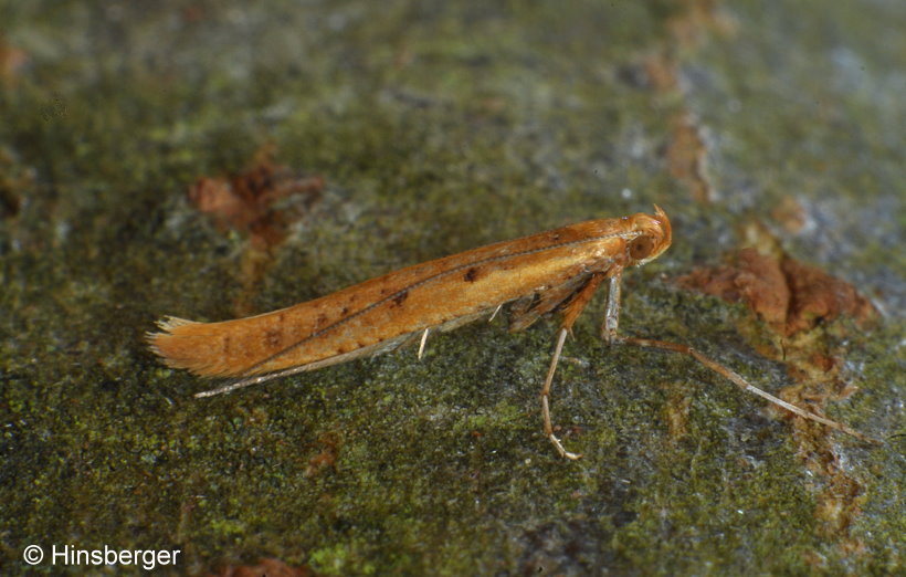 Caloptilia betulicola (M. HERING, 1928)